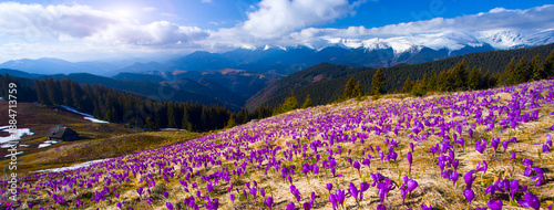 Tableau sur toile stunning mountains blooming  spring  purple flowers, fantastic macro photo of crocuses flowers in Carpathian mountains
