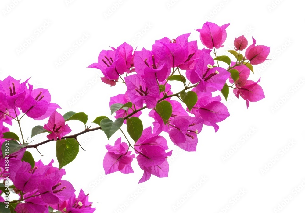 Obraz premium Beautiful vibrant pink bougainvillea flowering shrub isolated against a pure white background showing tropical gardening potential, studio, tropical, specimen