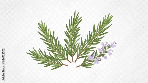 Fragrant green rosemary sprigs with delicate purple blossoms on a transparent background