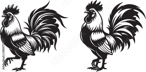 Elegant rooster with detailed feathers, proud cock illustration, black and white vector art