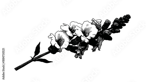A monochrome botanical illustration of a flowering plant on a white background