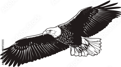 A black and white illustration of a soaring raptor bird with large wings outstretched