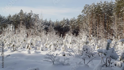 Young Fir trees covered with thick snow in sunny. Panning. Fairytale Winter Forest. 60 Fps. ProRes 422 HQ