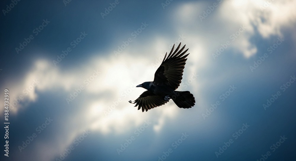 Fototapeta premium Bird in flight against a cloudy sky with sun rays silhouette of a crow or raven flying freely outdoors