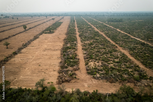 Photos Native forest cleared along a roadside in Formosa, Argentina, showing deforestation, habitat loss, and human impact on the Chaco ecosystem, highlighting environmental degradation and land use change