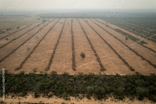 Native forest cleared along a roadside in Formosa, Argentina, showing deforestation, habitat loss, and human impact on the Chaco ecosystem, highlighting environmental degradation and land use change.