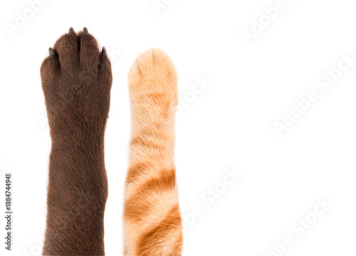 Paws of a Labrador dog and a ginger cat Scottish Straight, closeup, isolated on white background