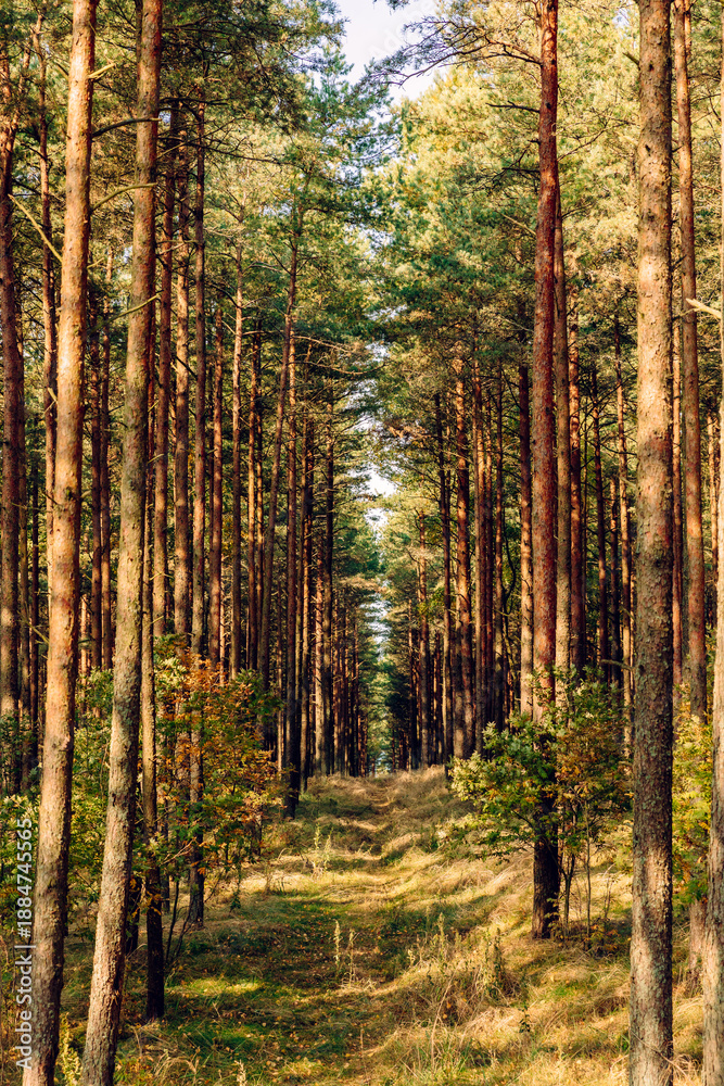 Obraz premium Pine forest in the autumn morning, ecological trail in a beautiful forest with perspective, green Leaves in sunlight and long shadows, fresh air. Curonian Spit, Kaliningrad region.