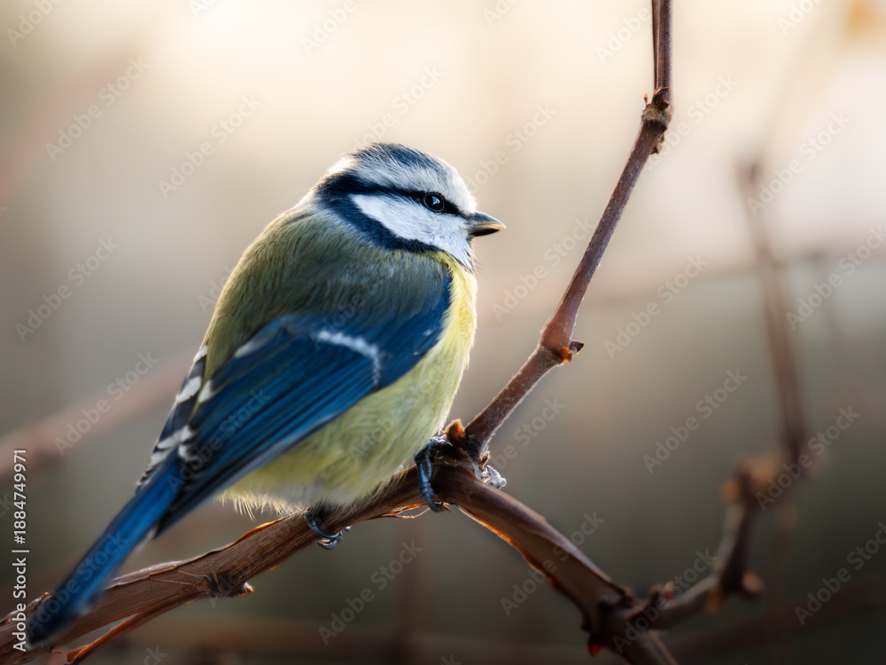 Fototapeta premium A blue tit perched on a bare branch in soft morning light. Sharp details and creamy background highlight the bird’s vibrant colors, creating a peaceful wildlife scene in a natural setting.