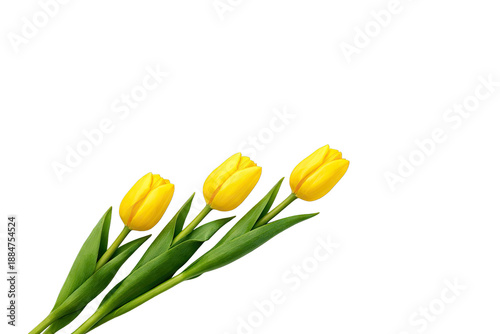 Three yellow flowers with green stems and leaves are positioned diagonally against a plain white background