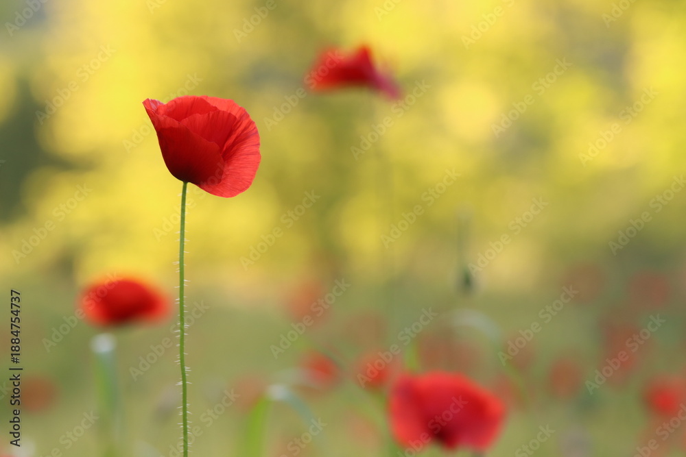 Fototapeta premium fiori di papavero in primavera al tramonto