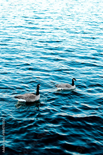 seagull in the water
