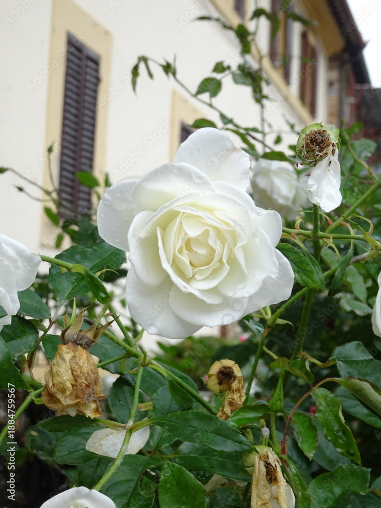 Fototapeta premium Rose blanche romantique épanouie dans un jardin devant une façade de maison ancienne.