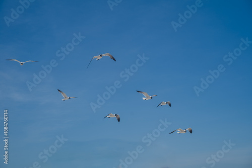 Birds in flight
