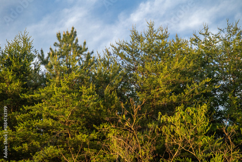 Golden hour forest 