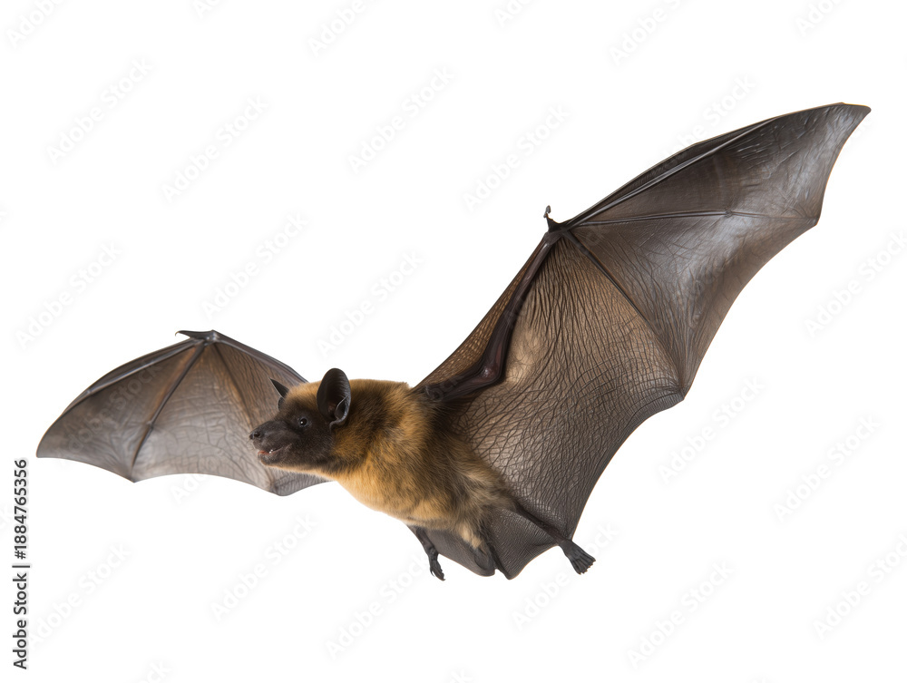 Obraz premium Flying bat isolated on transparent background