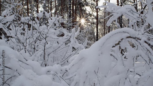 Trees covered in thick layer of snow with evening sun in Fairytale Winter Forest. 60 Fps. ProRes 422 HQ