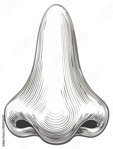 Engraved illustration of a nose, detailed vector drawing, anatomical etching of human face