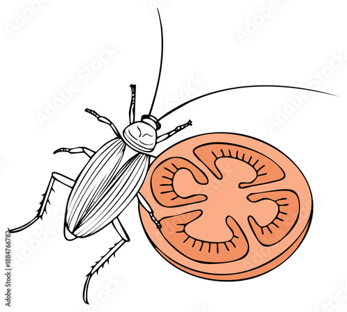 Cartoon cockroach and tomato slice illustration, black outline with color fill.