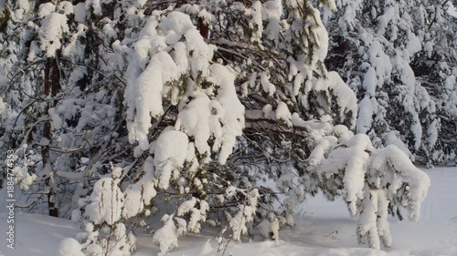 Fir covered in snow. 60 Fps. ProRes 422 HQ
