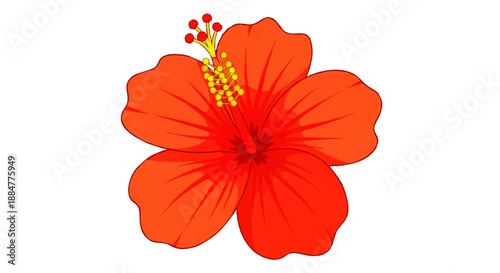 Vibrant Orange Hibiscus Flower Illustration.