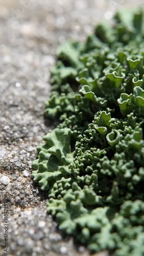 Macro Photography Of Green Lichen Growing On A Rough Surface With A Close-Up Perspective