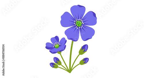 A graphic illustration of Flax flowers and buds from a front viewpoint, showcasing their blue petals.