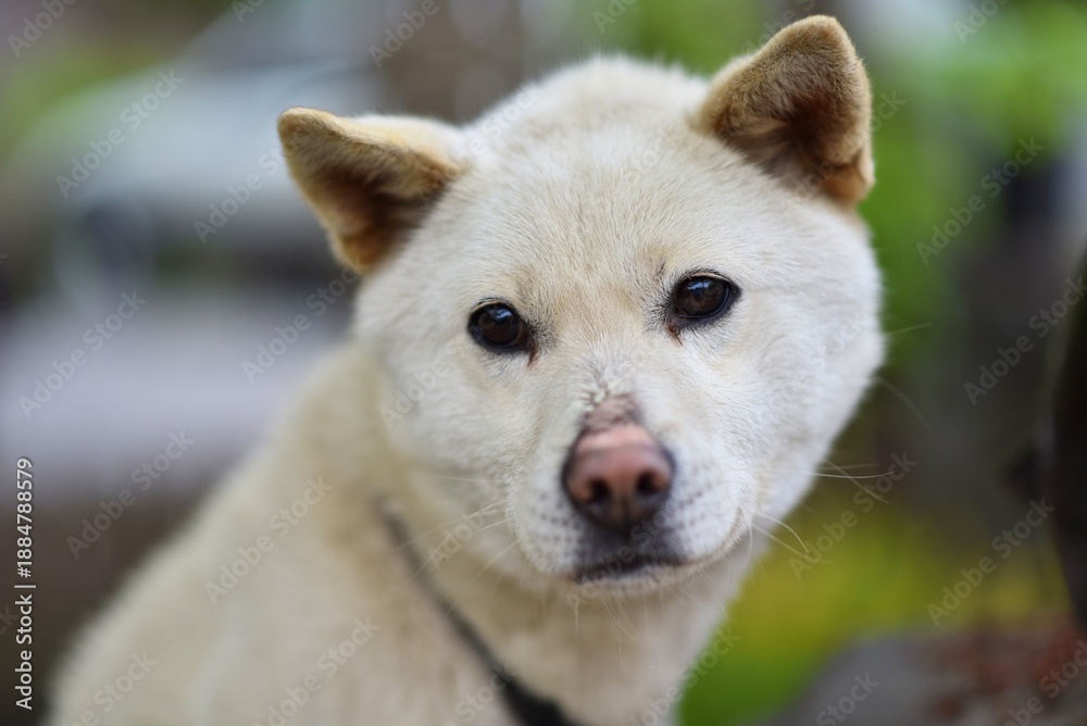 Obraz premium Close up portrait of a loyal white Jindo dog looking at camera with gentle eyes