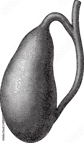 Vintage Human Gallbladder Anatomy Illustration – Monochrome Medical Sketch of Digestive System – Antique Style Gallbladder & Cystic Duct Art Print for Medical Professionals and Science Decor