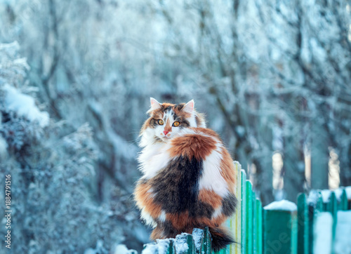 cute tricolor fluffy cat with big yellow eyes sits on a green wooden fence in...