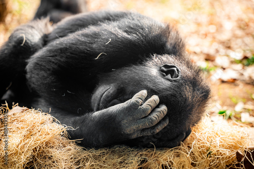 Sleeping young Gorilla 
