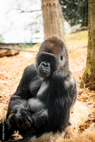 Gorilla looking sadly and sternly into the distance 