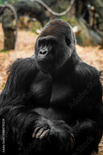 Gorilla looking sadly and sternly into the distance 