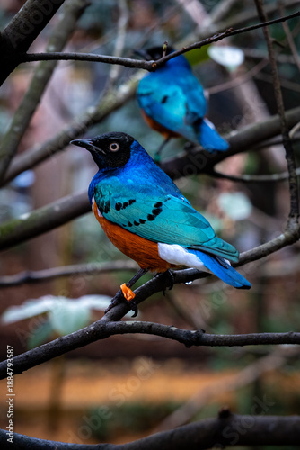 blue bird in the forest, Superb Starling 