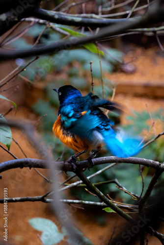 blue bird in the forest, Superb Starling 