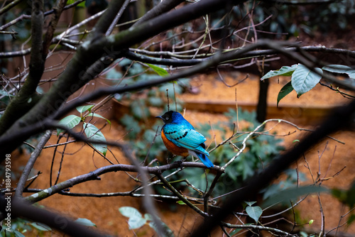 blue bird in the forest, Superb Starling 