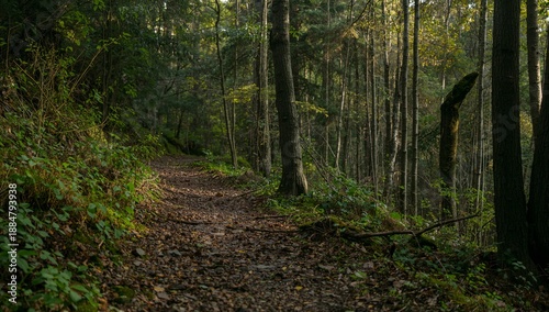 Path Through a Wooded Area With Sunlight and Greenery in a Forest During the Day