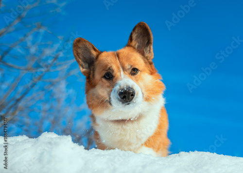 A bottom view of the face of a corgi dog against a blue sky standing in the snow