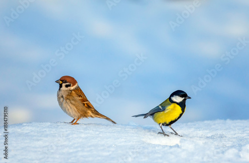 Two birds, a sparrow and a tit, sit in a winter garden on the snow with their...
