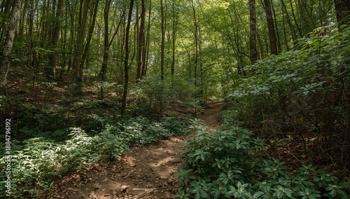Walking Path in a Green Forest During Daytime With Sunlight Filtering Through...