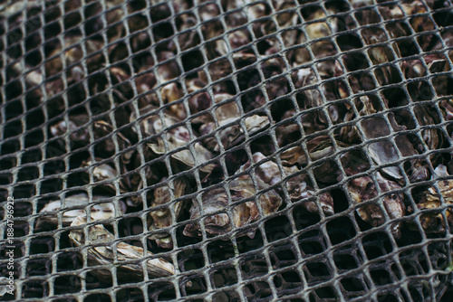 Close-up view of oyster shells inside a metal mesh cage used in traditional oyster farming in Cancale, France, highlighting aquaculture methods and coastal seafood production.