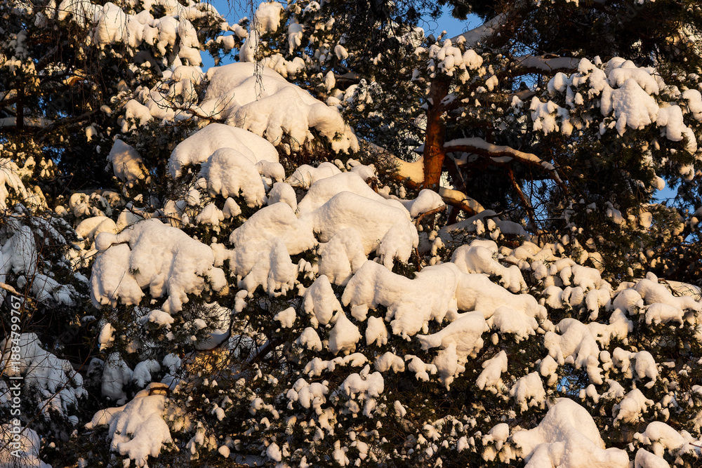 Obraz premium Pine tree crown heavily laden with fresh, fluffy snow bathed in golden winter sunlight against a clear blue sky. Nature's serene beauty, frosty wonderland vibes