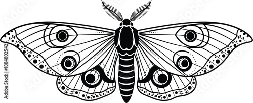 Decorative moth insect illustration with detailed patterned wings representing nocturnal wildlife symmetry and entomology art in black and white vector style