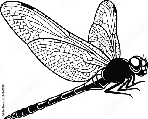 Dragonfly insect illustration with detailed wings representing nature wildlife entomology and elegant flying creature in black and white vector style