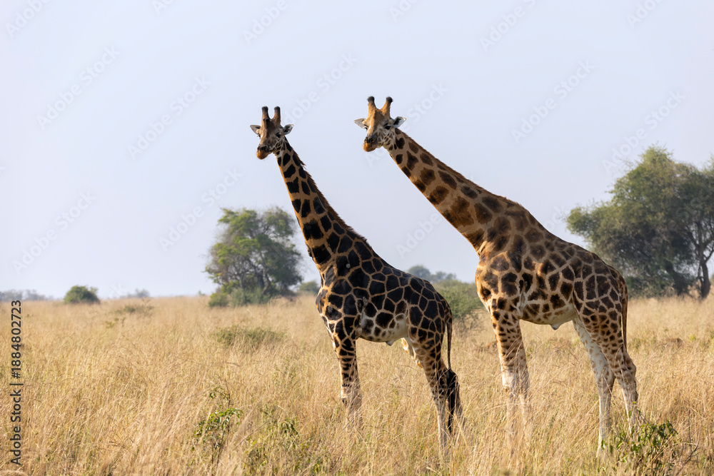 Obraz premium Giraffes in Savanna in safari on hot, sunny summer day. Wilderness of nature full of light brown bushes, grass and mountains in background. Wild space in South Africa where animals roam free