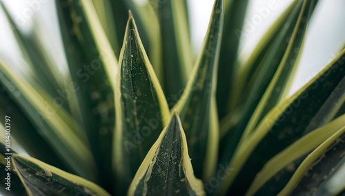 Close-up of Green and Yellow Plant Leaves With Water Droplets on a Light Back...