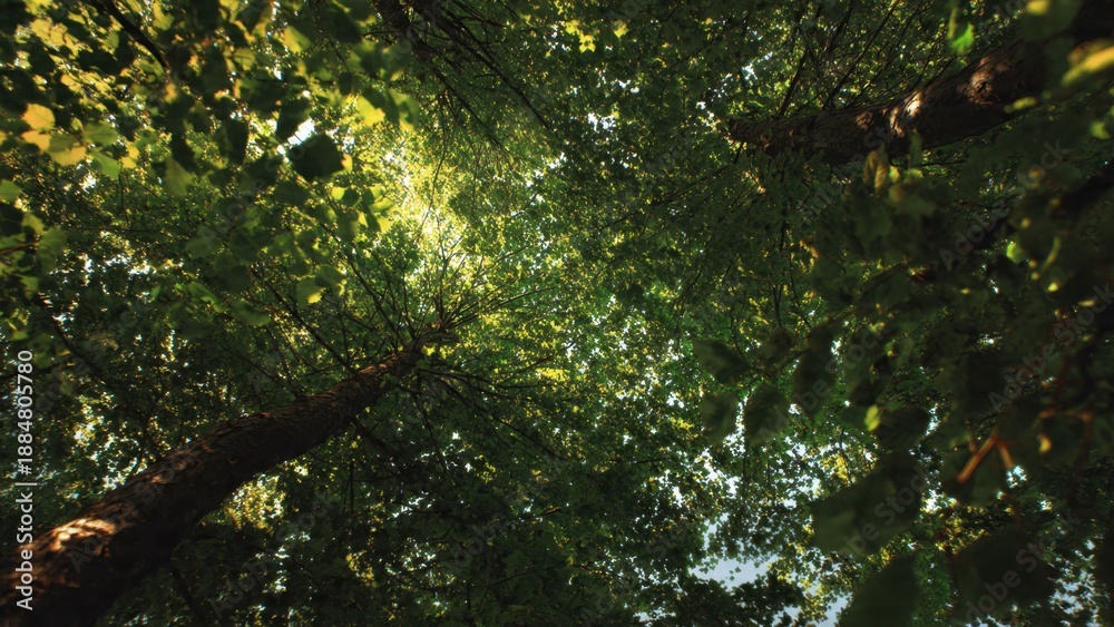 Fototapeta premium Looking Up at a Canopy of Green Leaves