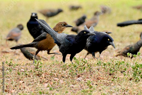 black birds on the grass