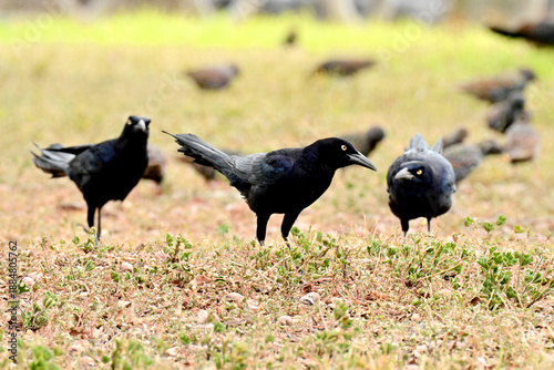 crows on the grass