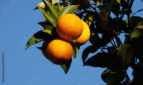 Wallpaper Mural oranges accrochées à l'oranger Torontodigital.ca